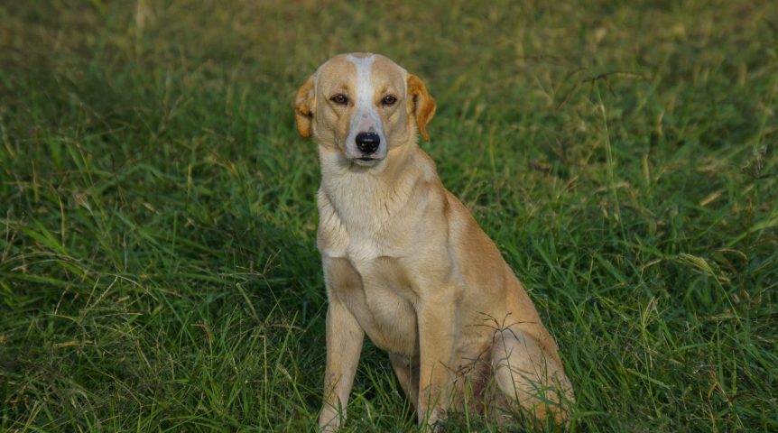 Imagem ilustrando o conteúdo sobre cachorro caramelo mostrando um cachorro em um gramado.